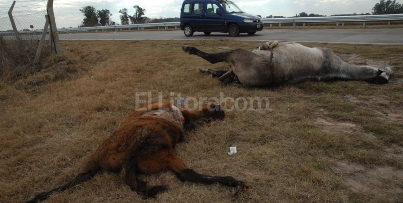 Más animales muertos en la Circunvalación