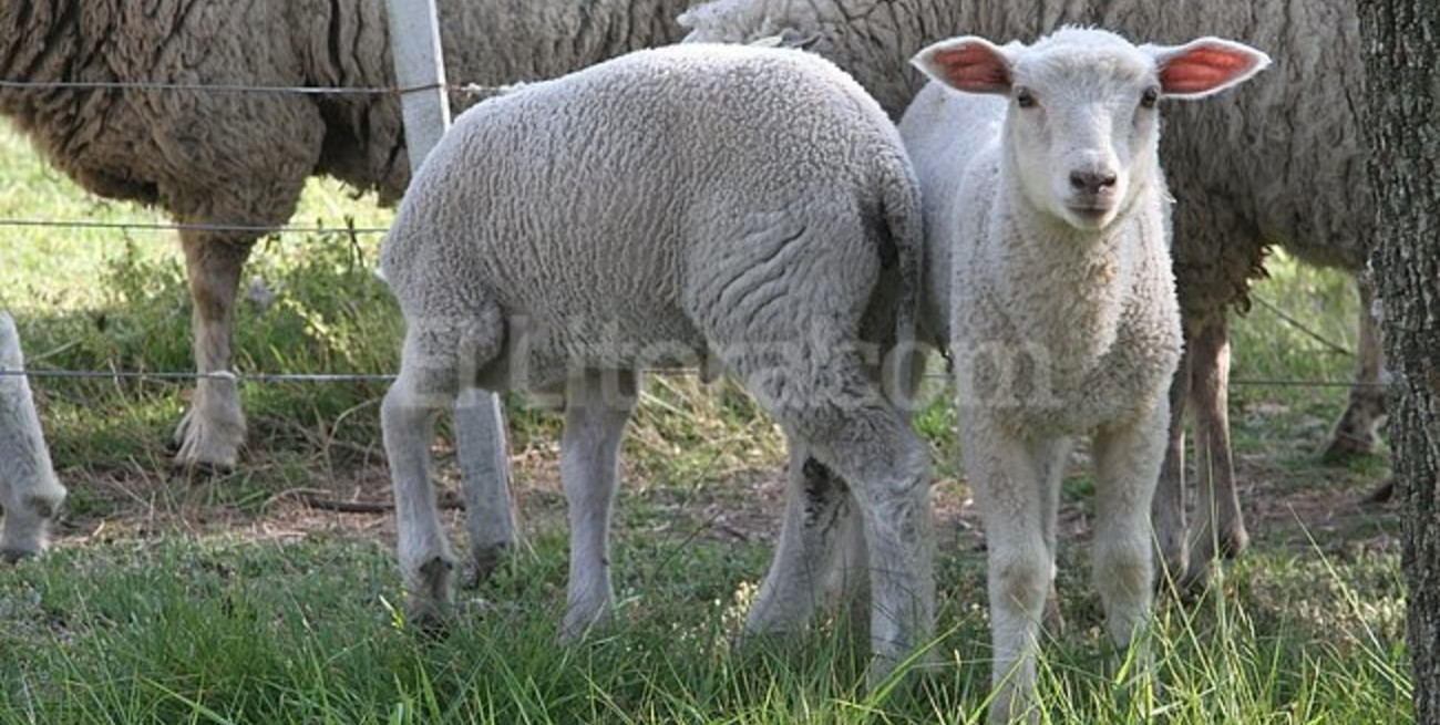 Se abre un nuevo horizonte para la producción de ovejas