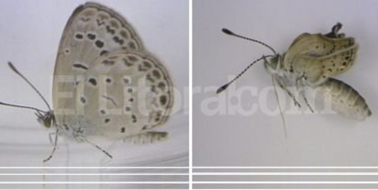 Científicos descubren mutaciones genéticas en mariposas de Fukushima