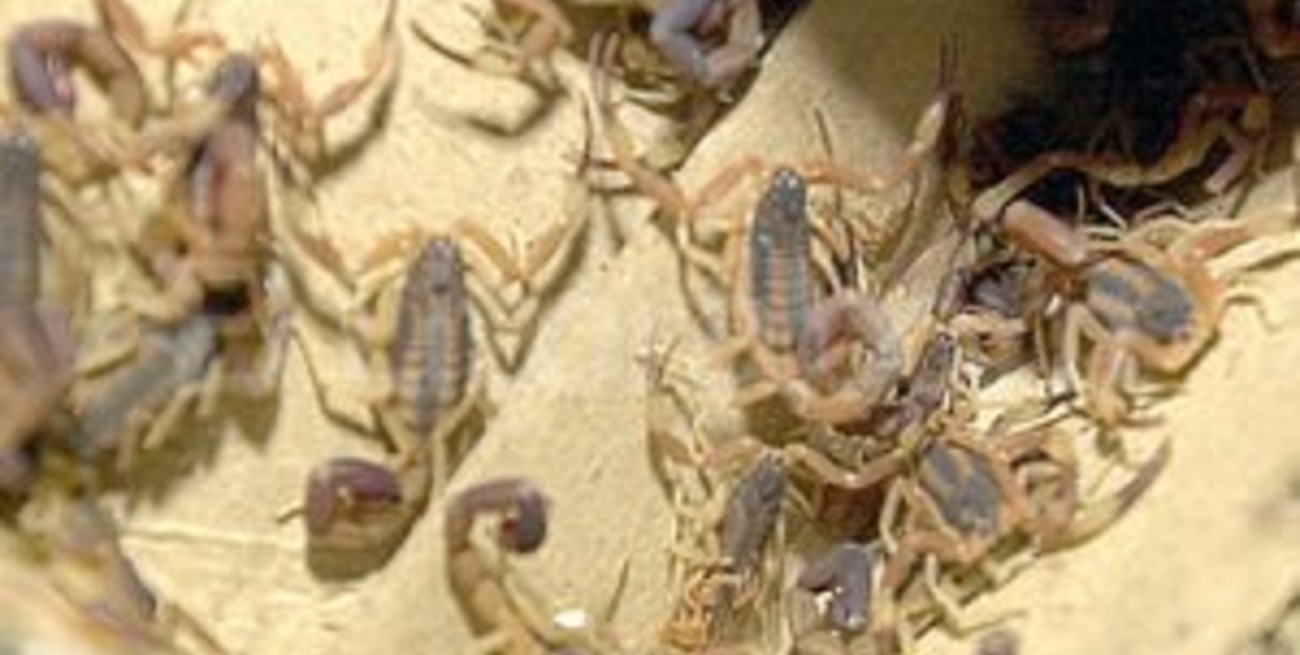 Recomendaciones por casos de picaduras de alacranes