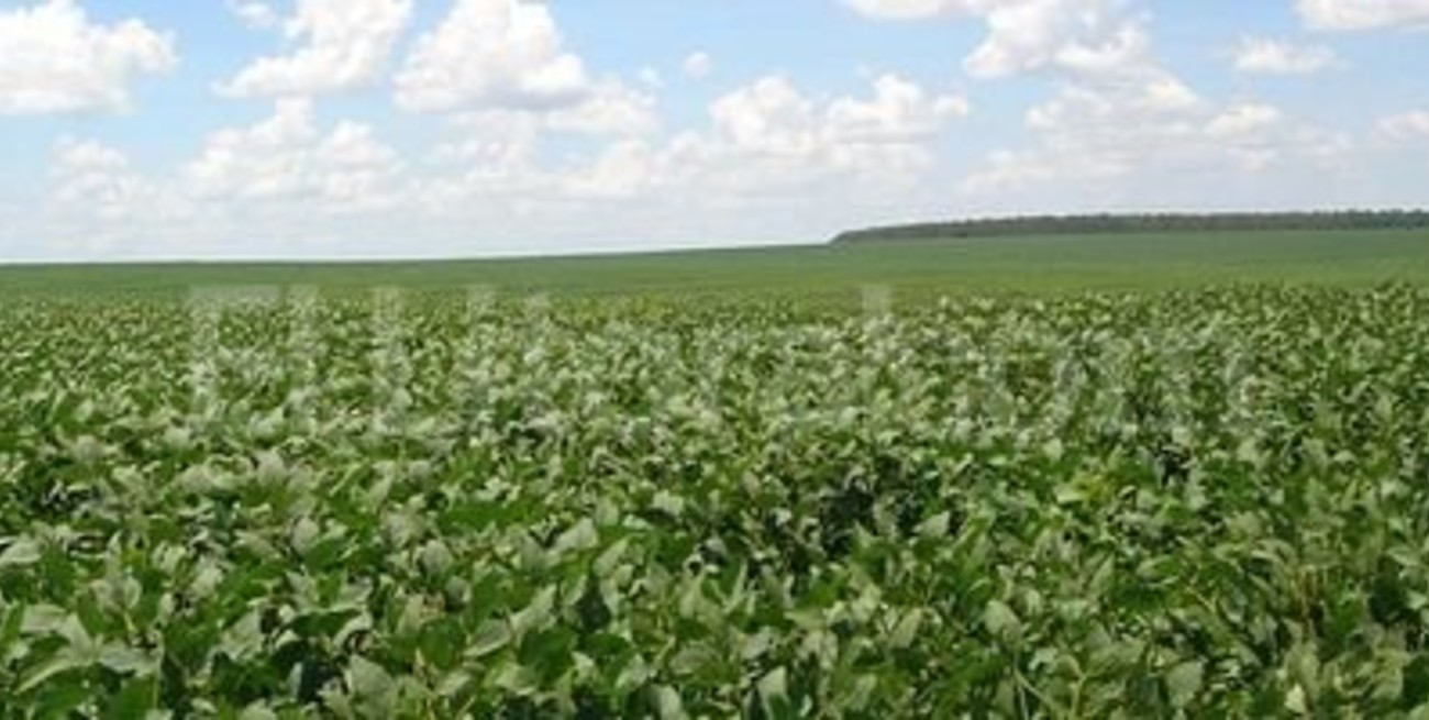Soja: U$S 5.000 M extras para Argentina