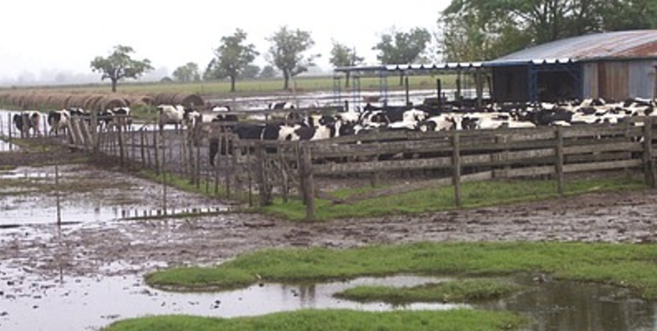 La pérdida de pasturas complica a tamberos