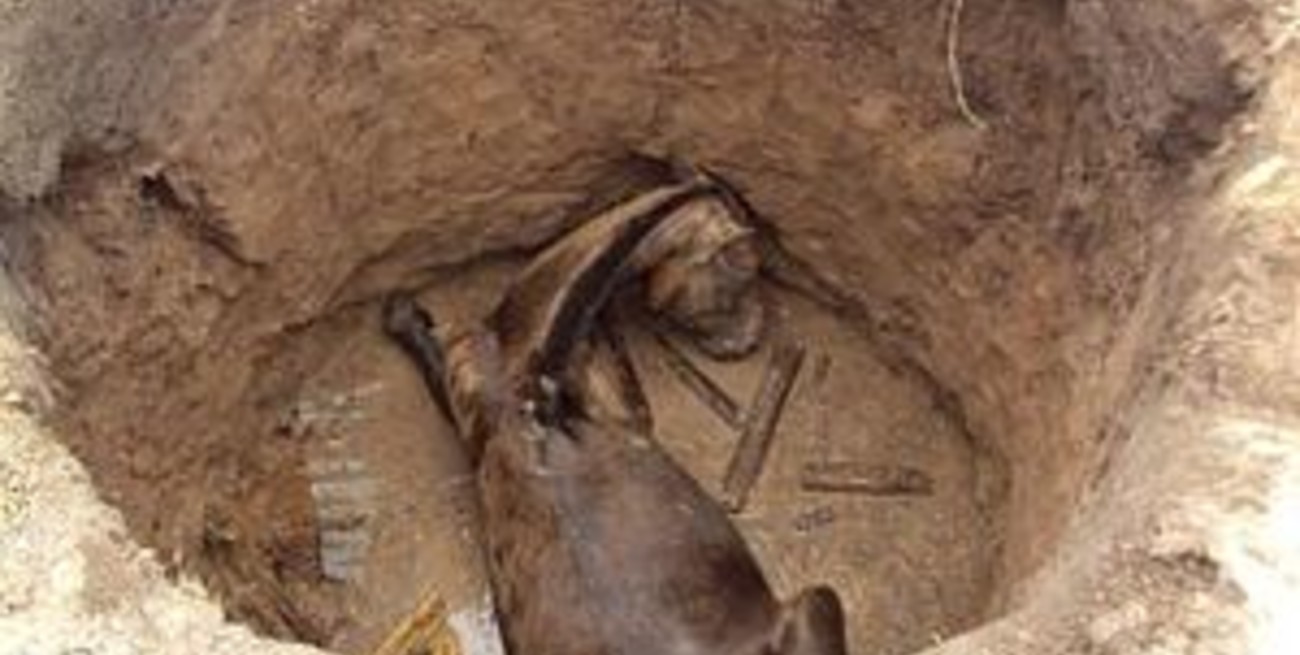 Rescatan a un caballo que cayó en un pozo