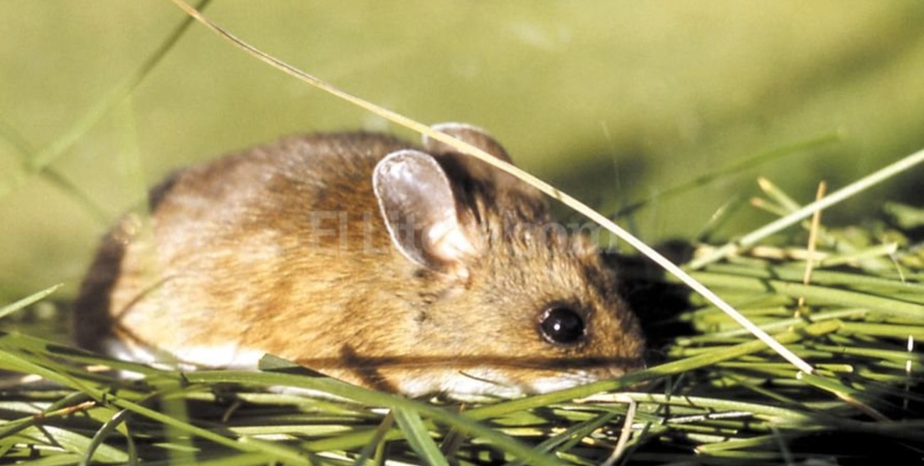 Se confirmó un caso fatal de hantavirus