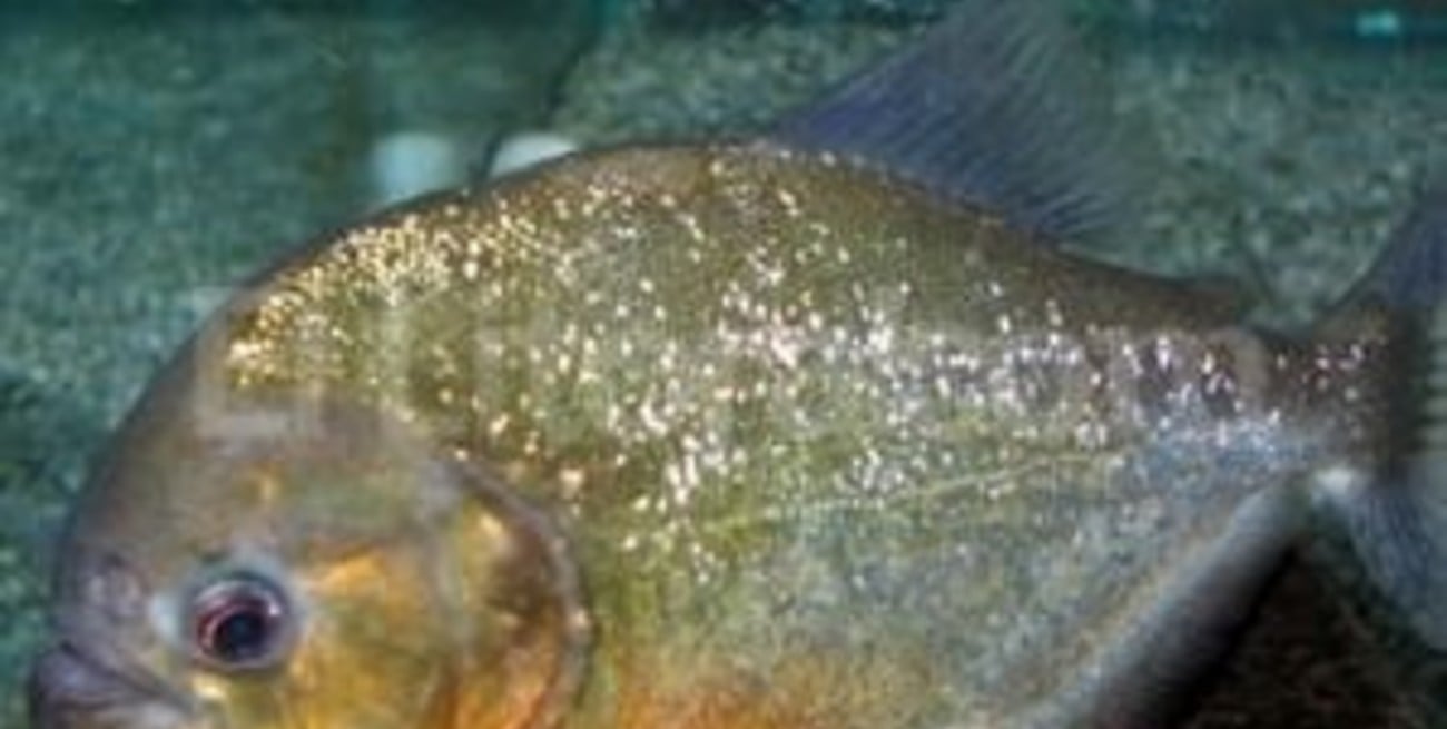 En E.E.U.U. acusan al Pacu de ser un pez come testículos