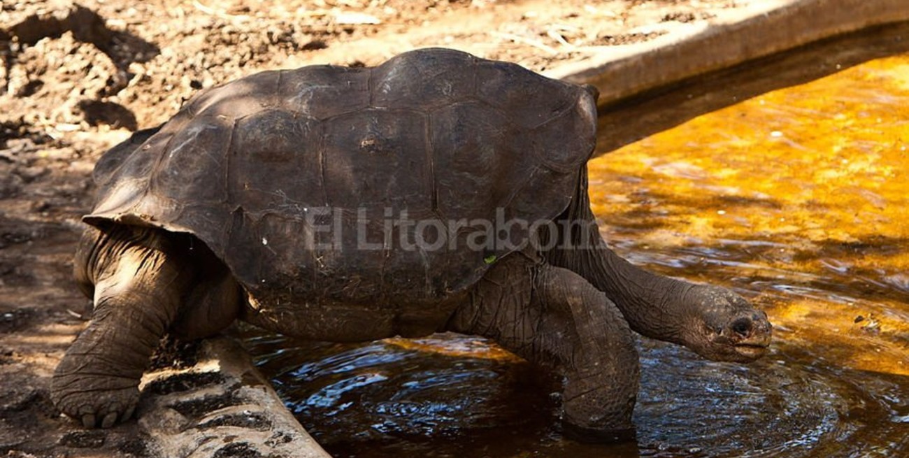 Murió el "Solitario Jorge"