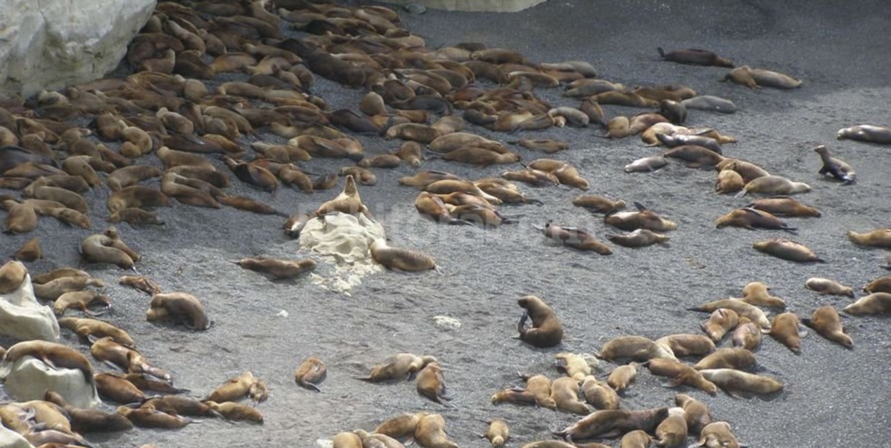 Punta Loma: el mirador de lobos marinos