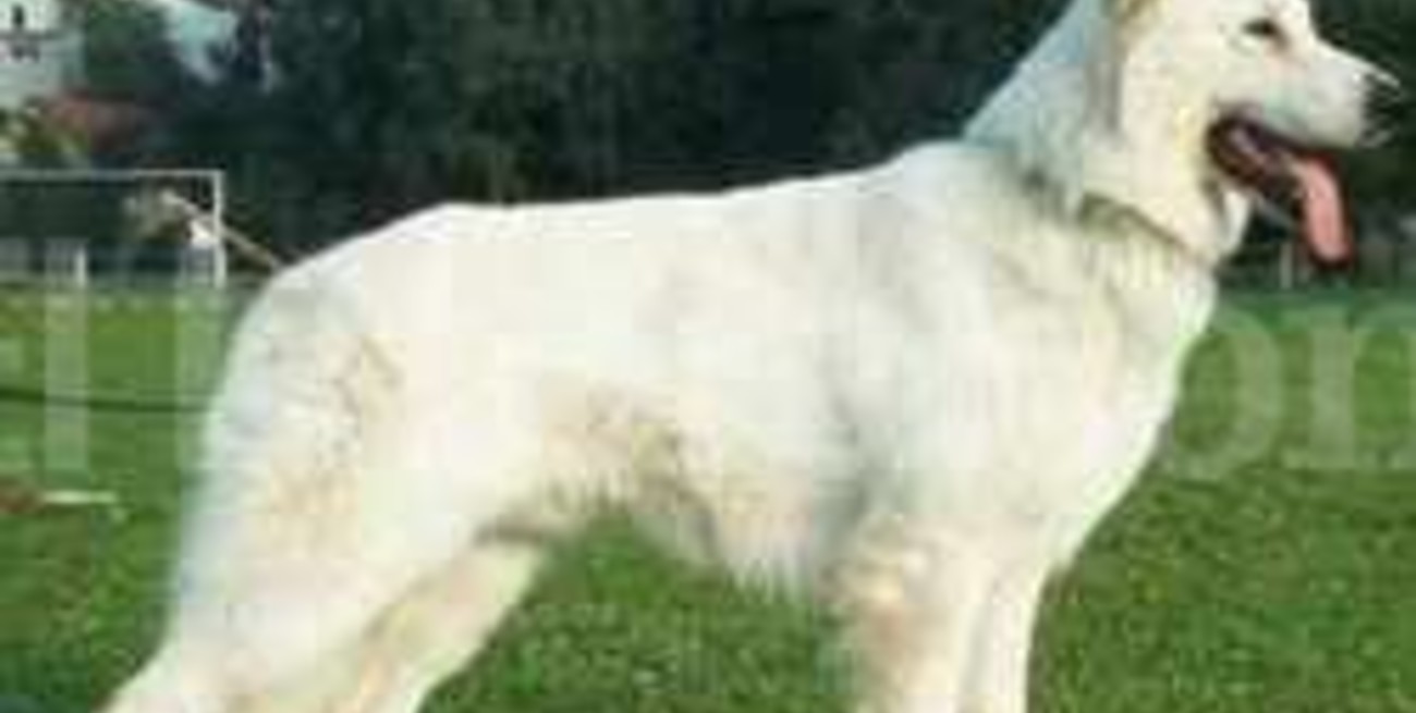 Desapareció Sultán, el perro del padre Rincón