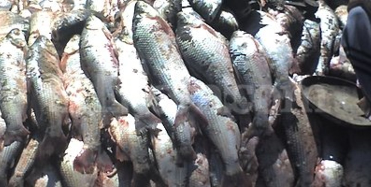 Sábalos: dictamen confidencial de Fiscalía objeta convenios de pesca