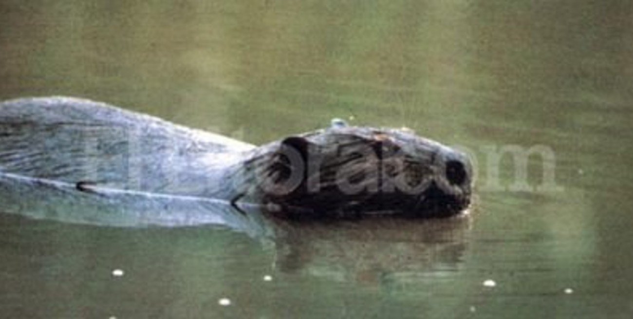 Si no puedes combatirlos... cómetelos