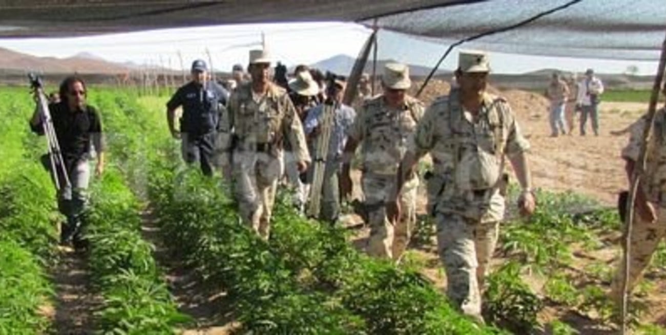 Descubren la plantación de marihuana más grande de la historia de México