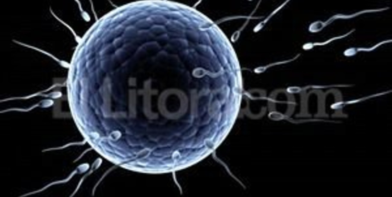 Científicos aseguran que los espermatozoides saben hacer cálculos complejos
