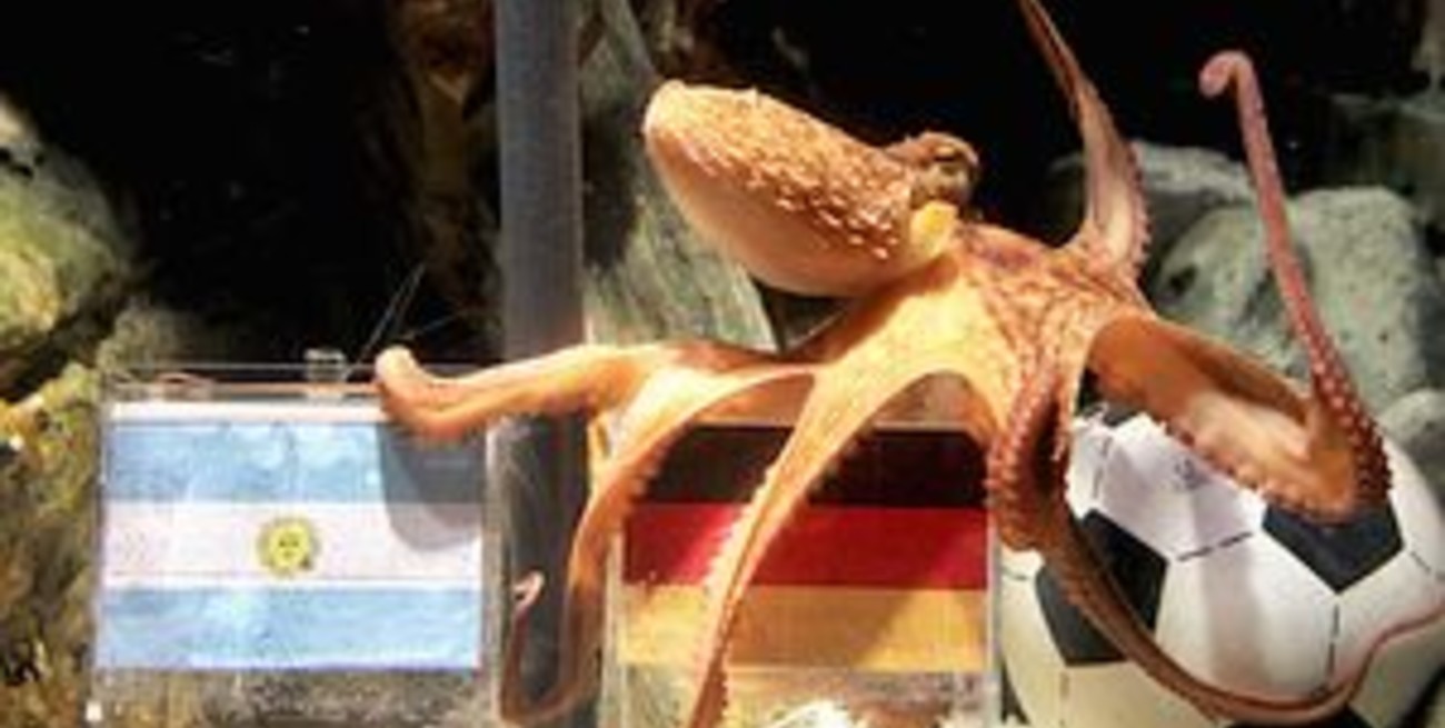 Un pulpo alemán pronosticó el triunfo de su país en el Mundial