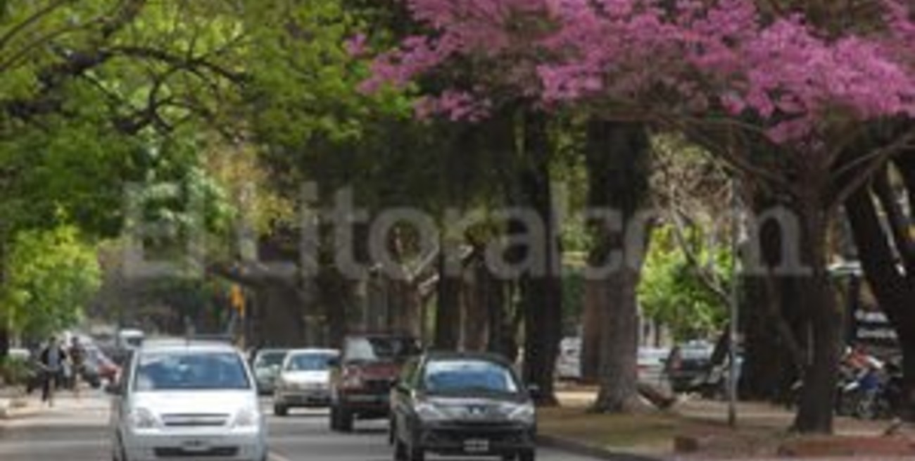 Relevan los 200 árboles de Bv. Gálvez 