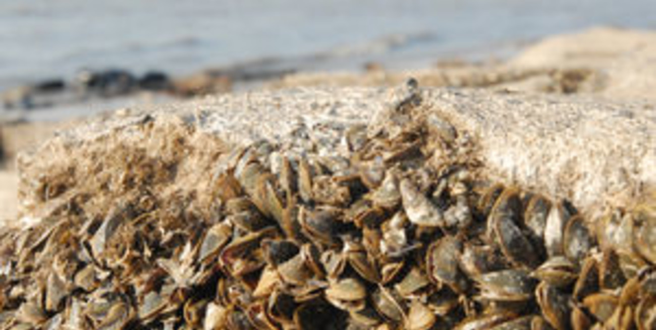 Mejillones chinos invaden los ríos y la costa santafesina