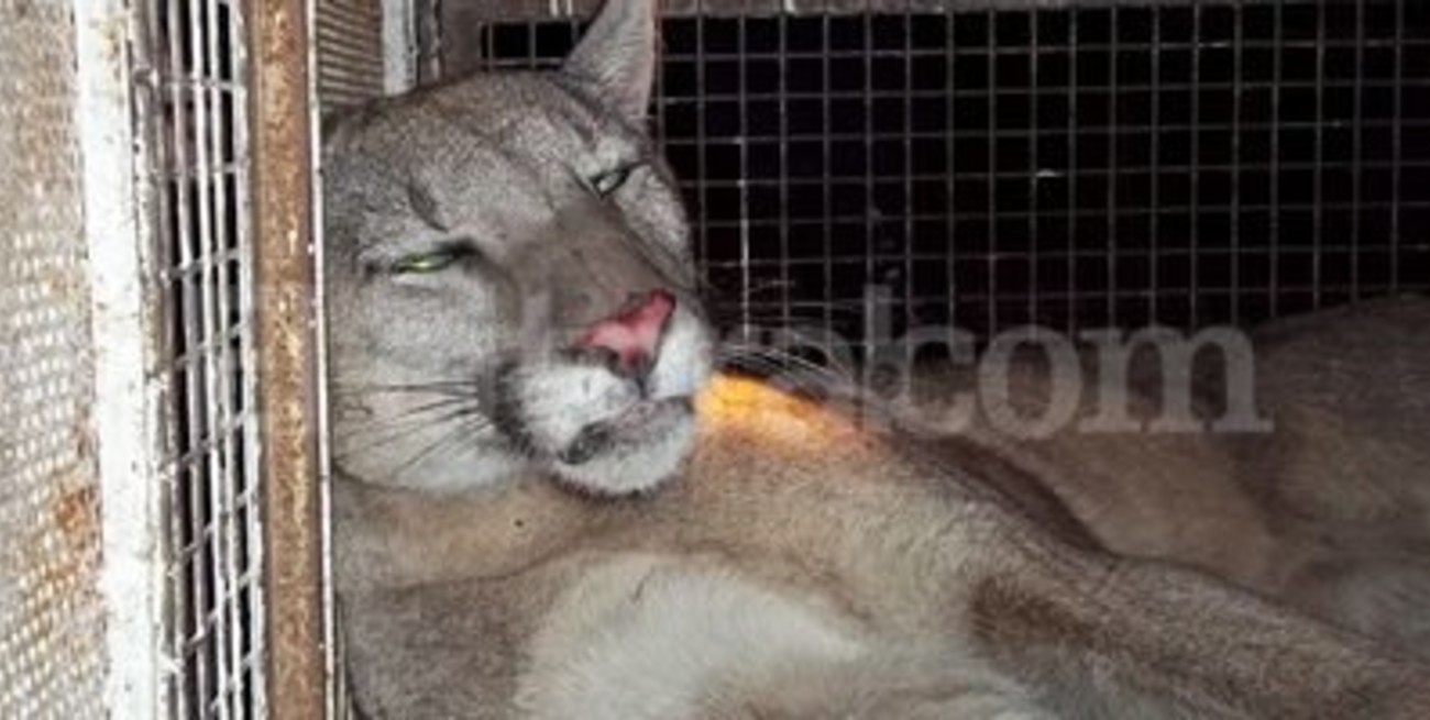 Rafaelino conmocionado ante la presencia de un puma suelto