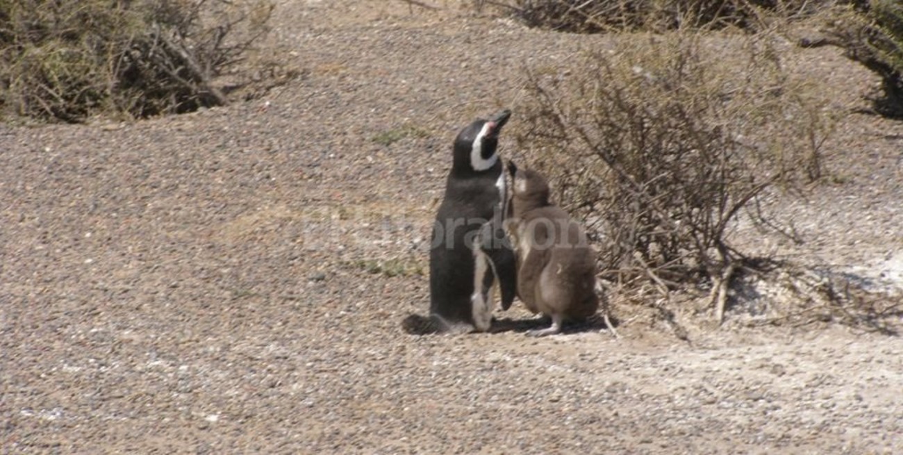 Una colonia bicolor: Punta Tombo