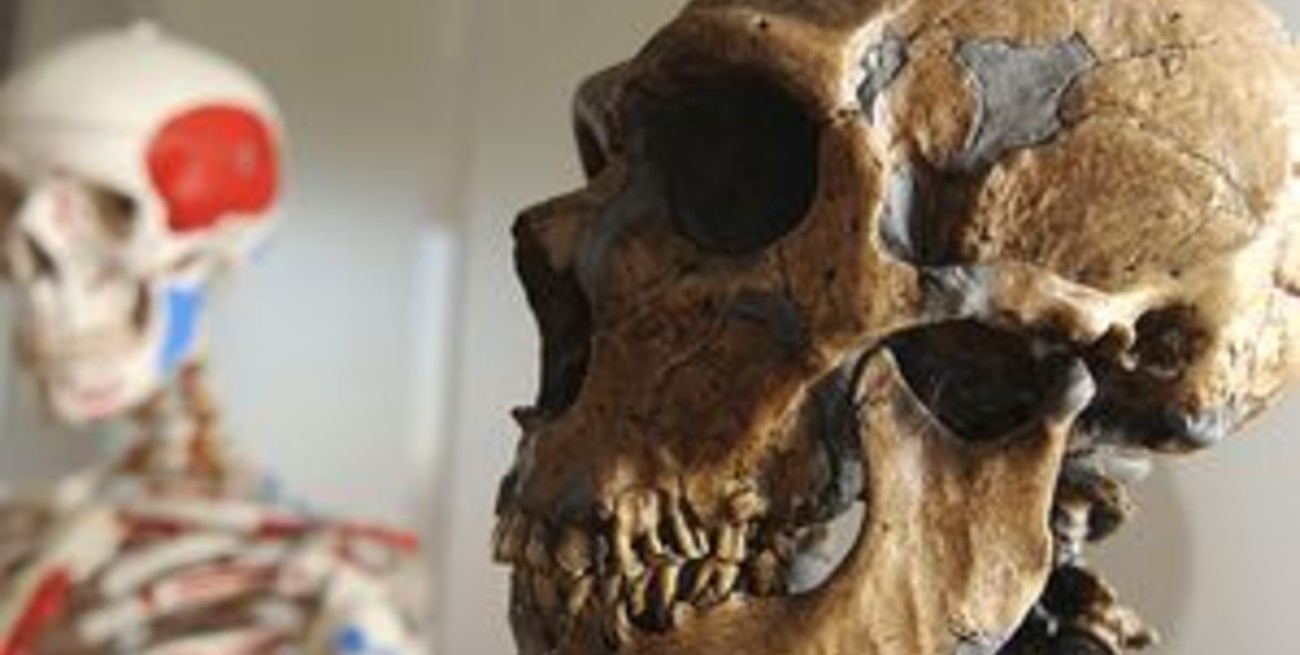 Aseguran que el Neandertal es un antepasado directo del hombre moderno