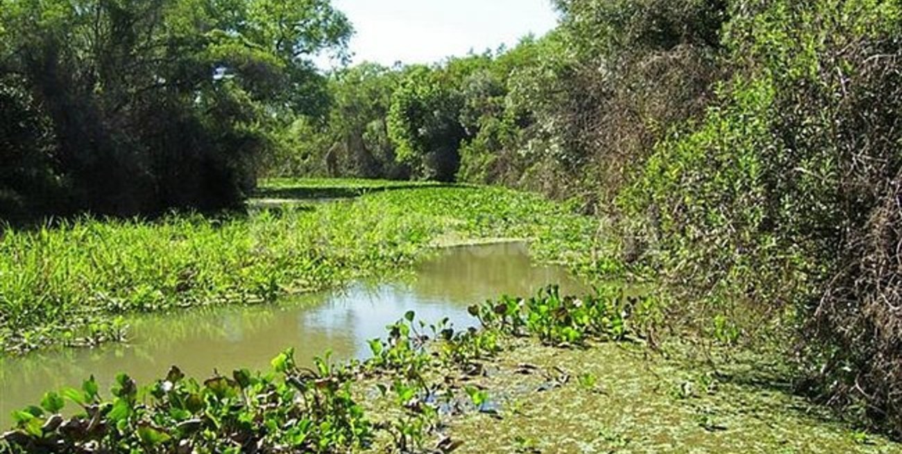 Islas del Delta: preocupa una ley sancionada en Entre Ríos