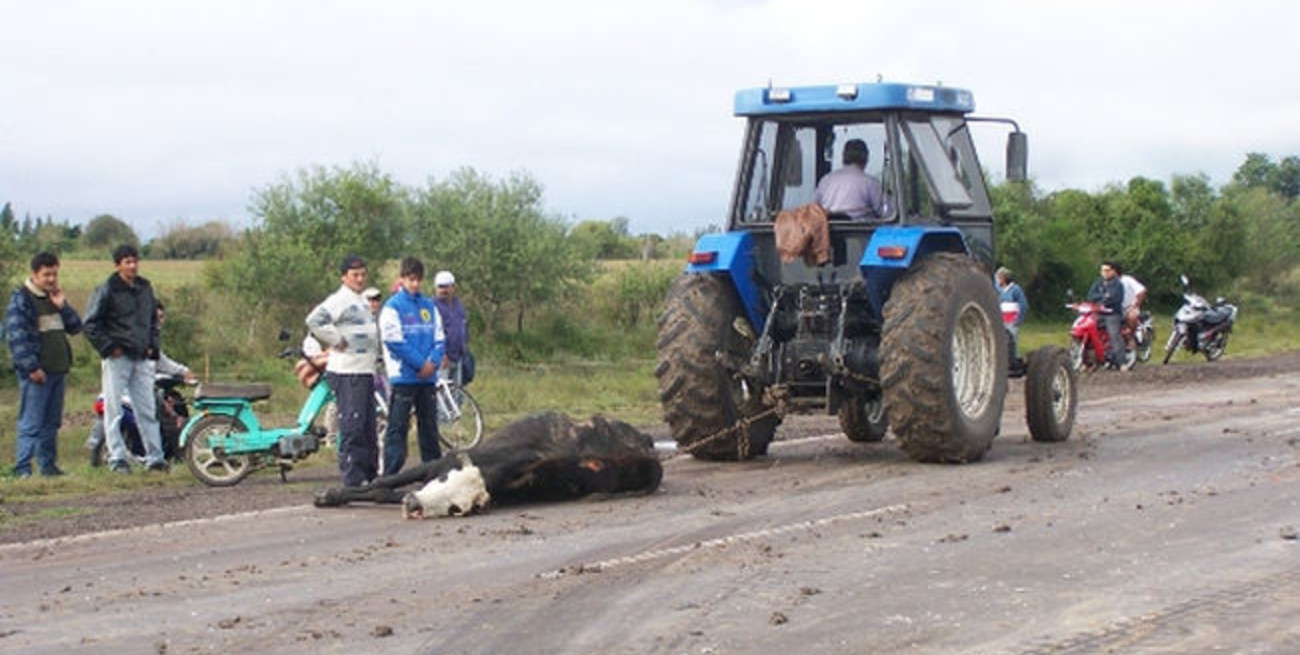 Un camión chocó y mató a 12 animales