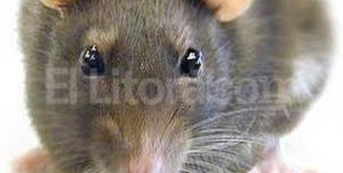 Compró caniches toy, pero eran ratas