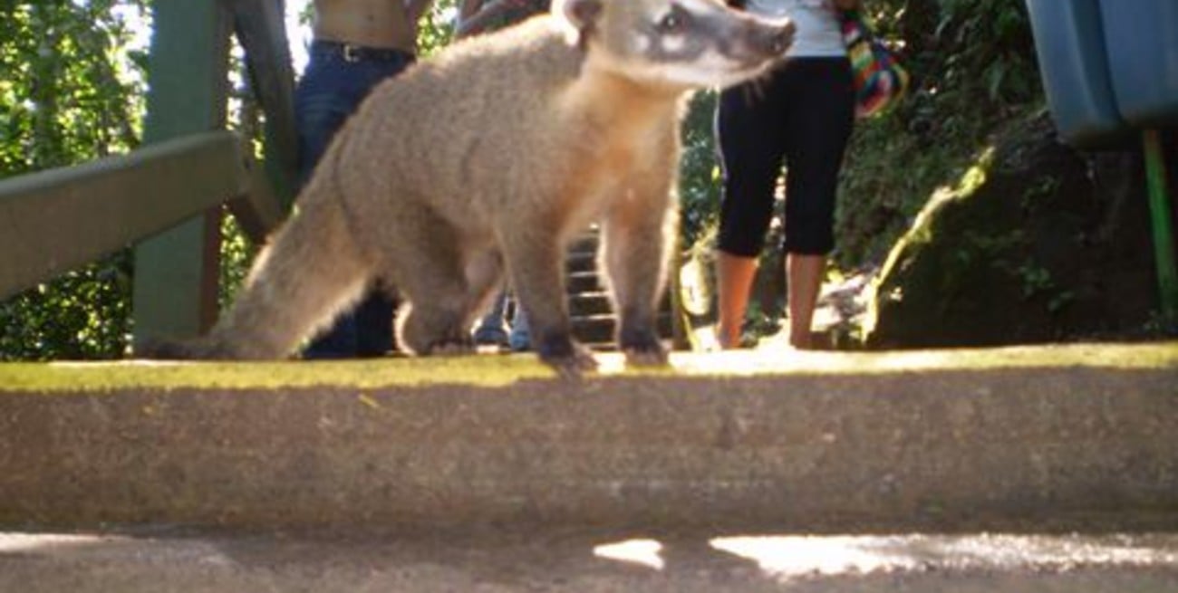Casi 30 mil turistas visitaron las Cataratas en Semana Santa