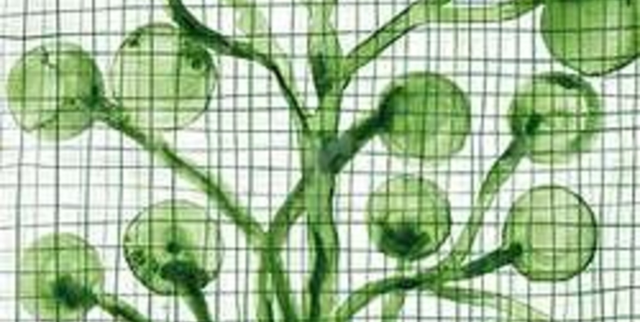 Sortearon el cuadro de Roland Garros