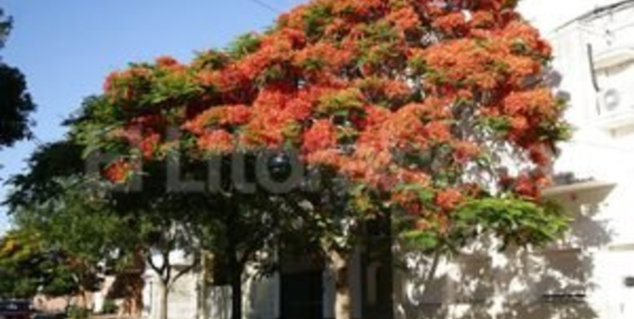 En Santa Fe se plantarán 6.000 árboles cada año