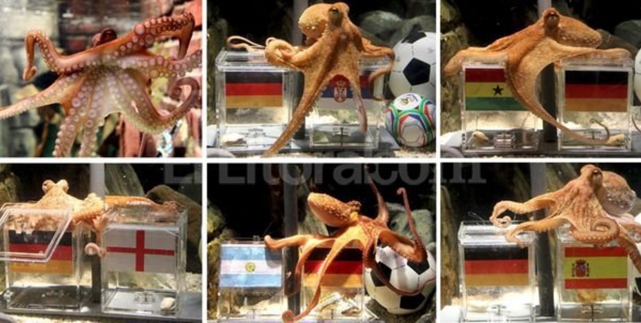 Murió el pulpo Paul, la gran estrella del Mundial de Sudáfrica