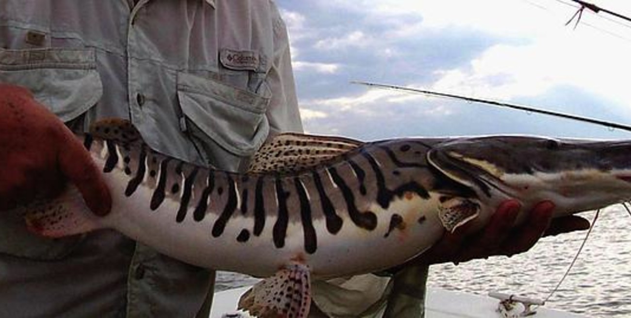 Tan sólo el 8% de los surubíes del Paraná son reproductores