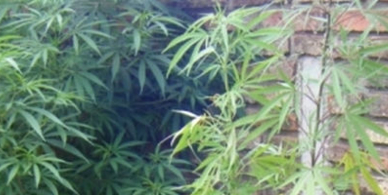 Le secuestraron las "plantitas"