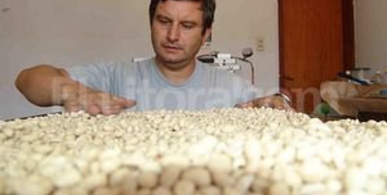 Cordobeces certifican el maní con marca propia