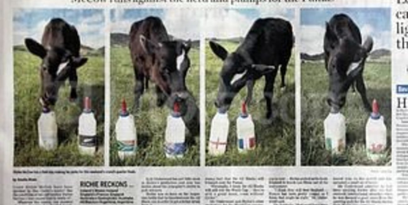 Una vaca neozelandesa predijo la victoria de Los Pumas sobre los All Blacks