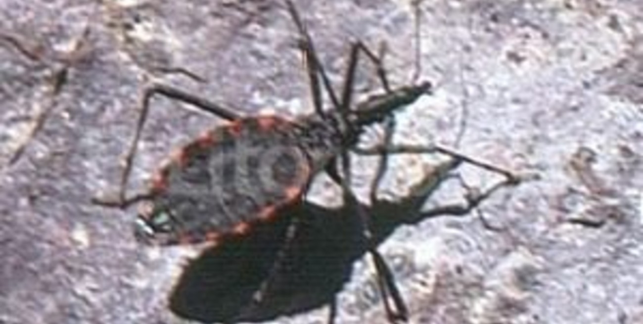 En Santa Fe bajó la incidencia del Mal de Chagas en los niños