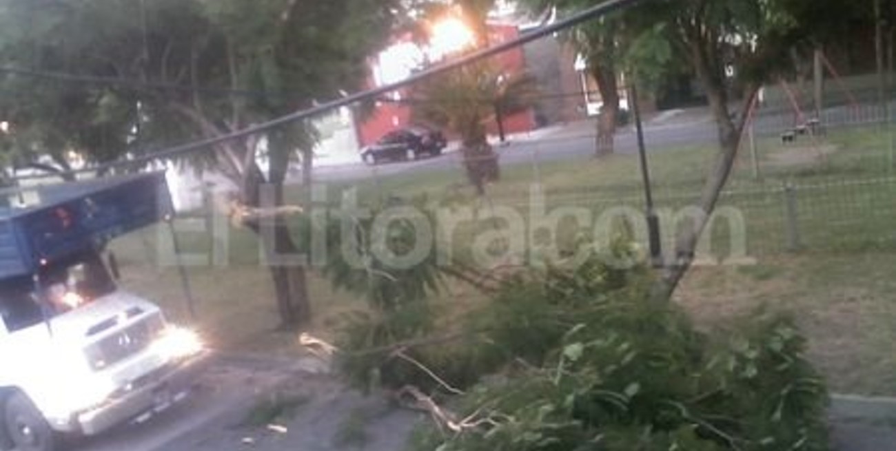 Un camión chocó un árbol