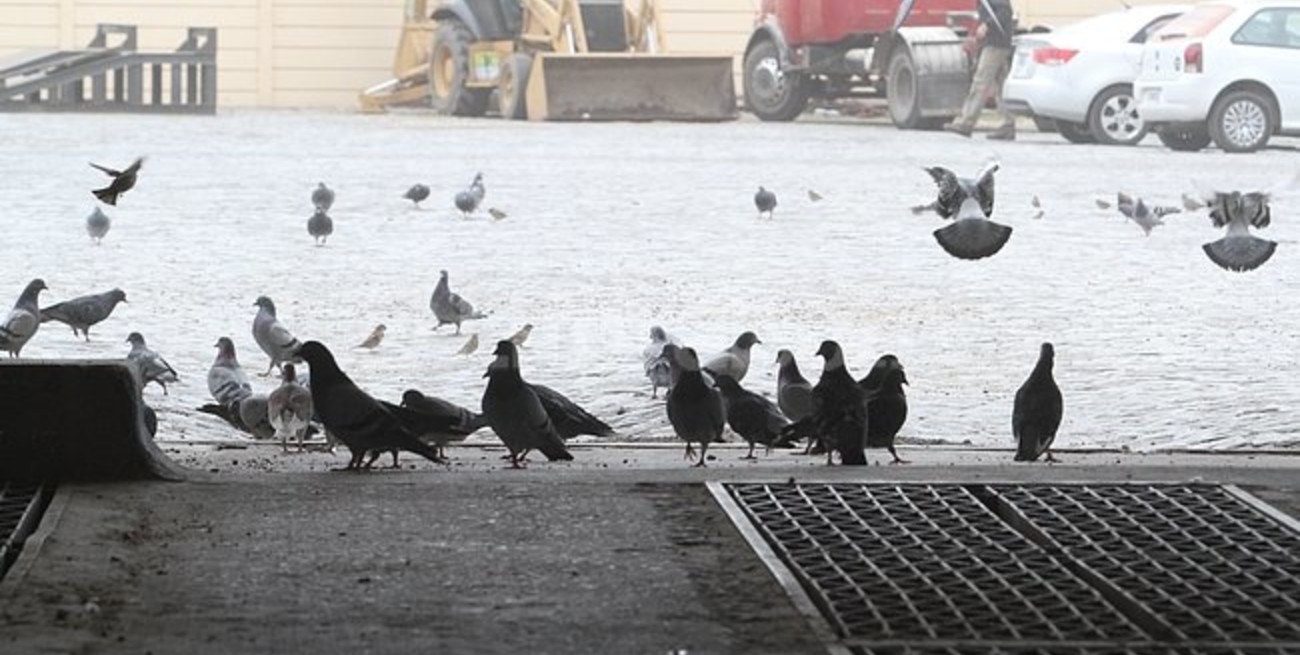 Desplazan a funcionario que propuso darle de comer palomas a los niños carenciados