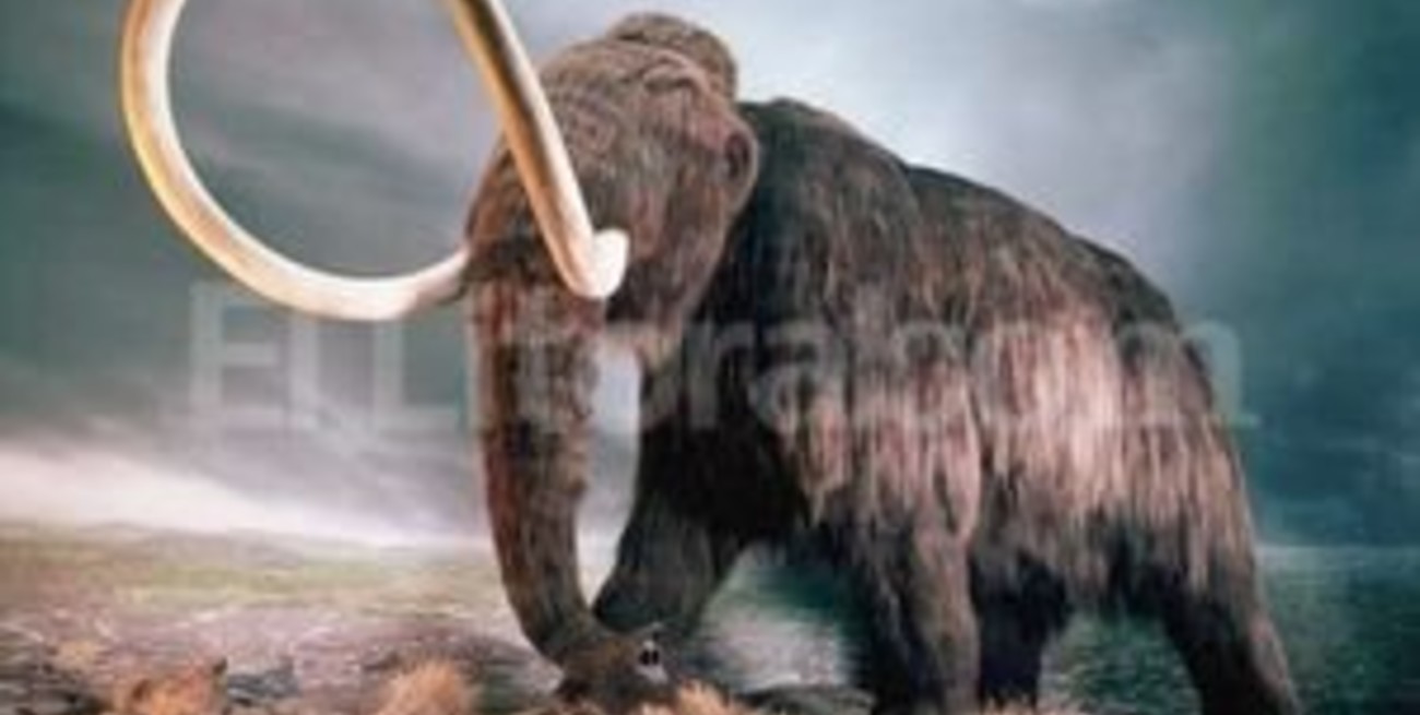 Científicos rusos clonarán un mamut lanudo