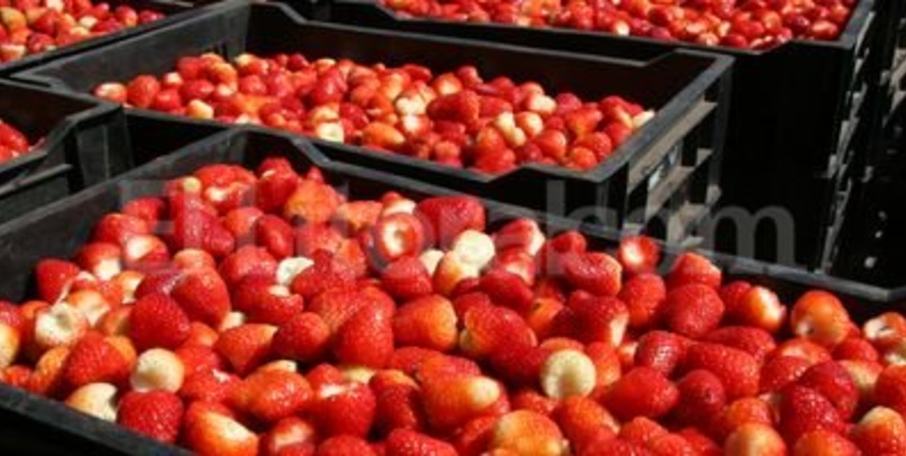 Coronda: por las heladas, la producción de frutillas perdió más de $ 25 millones