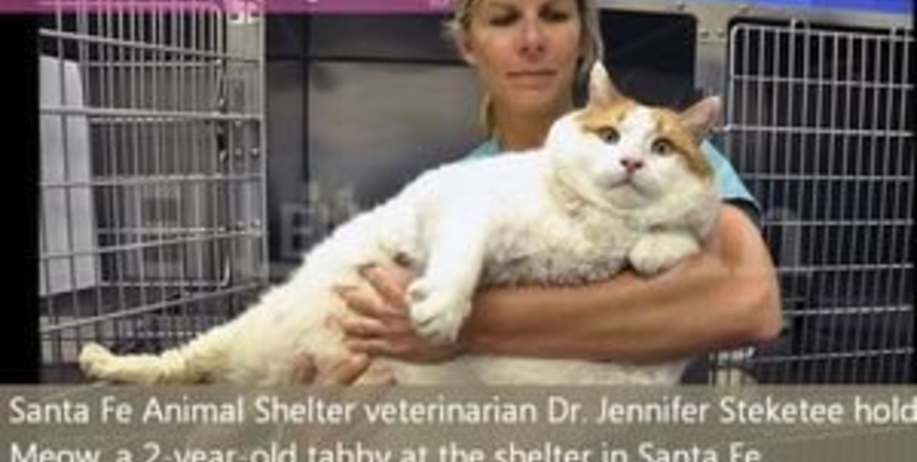 Muere Meow, el gato más gordo del mundo