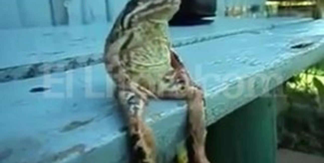 ¡Una rana sentada como un humano!