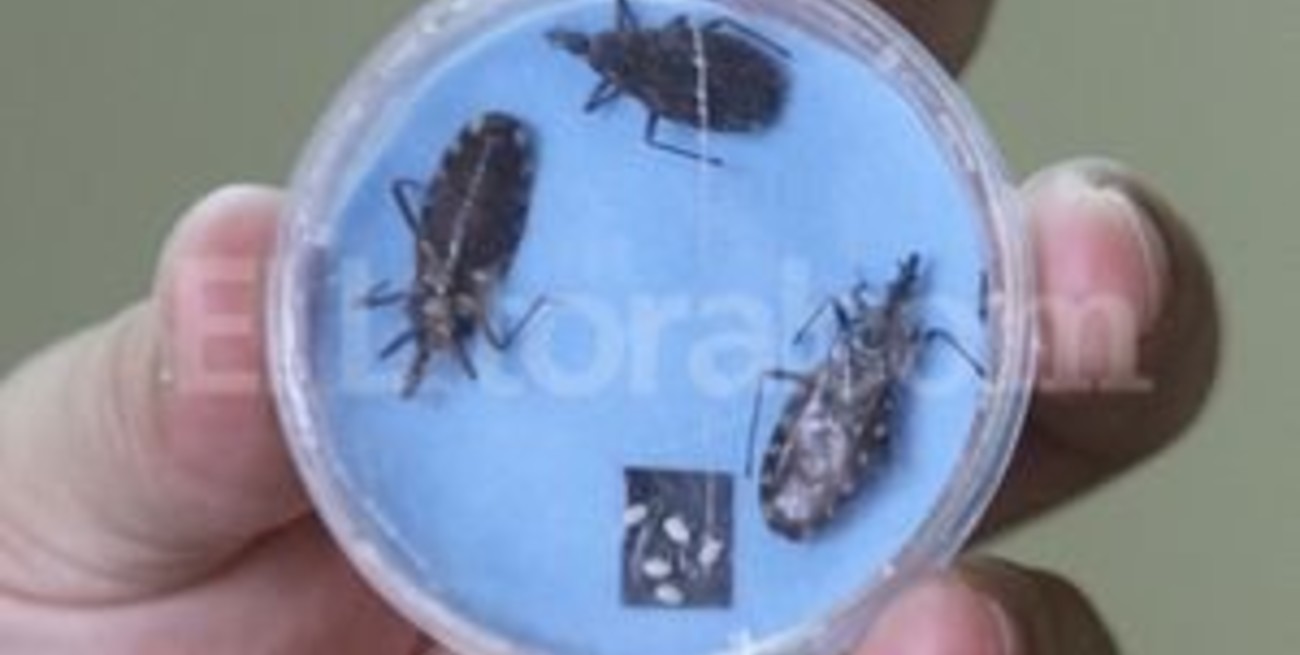 Chagas: se redujo la prevalencia en los niños y la transmisión vectorial