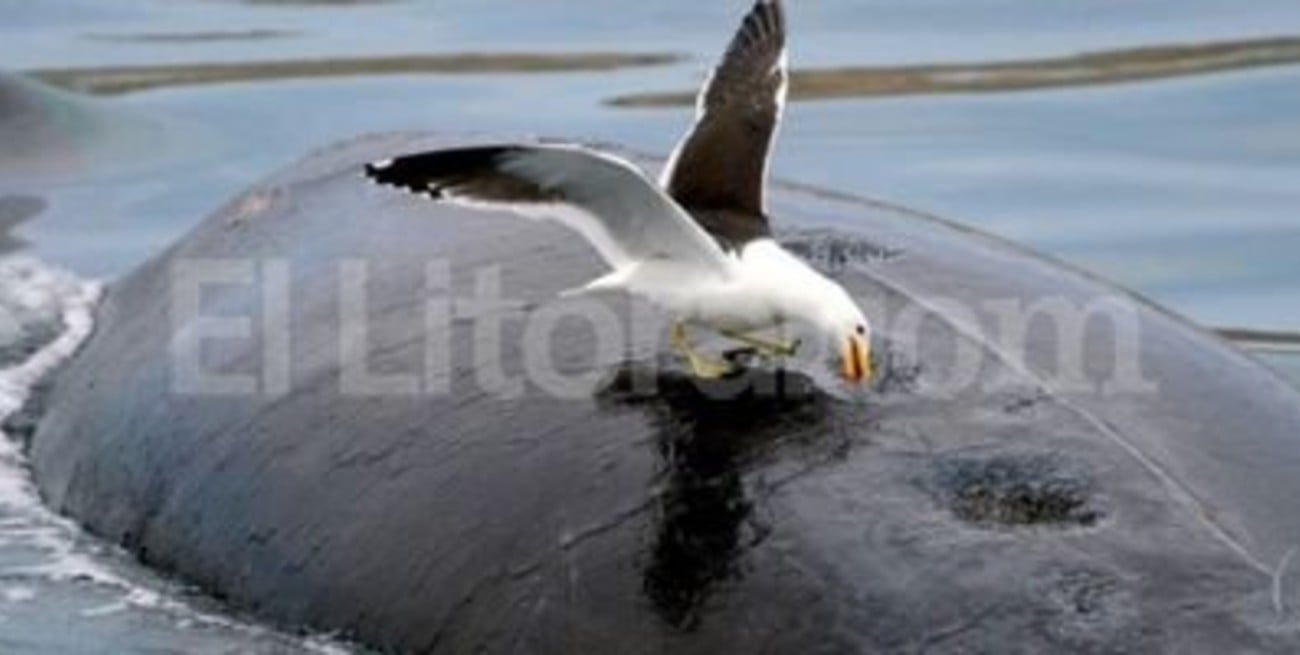Matarán gaviotas para proteger a la ballena austral en la Patagonia