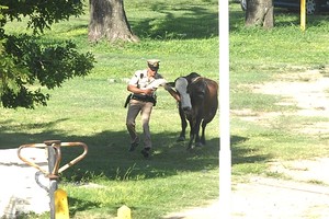 Novillo suelto en Alem y 27 de Febrero
