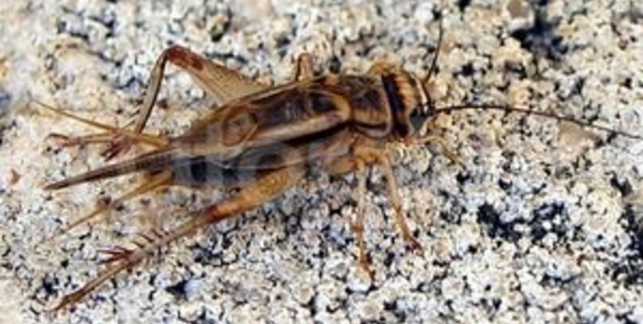 Primero los mosquitos, ahora los grillos