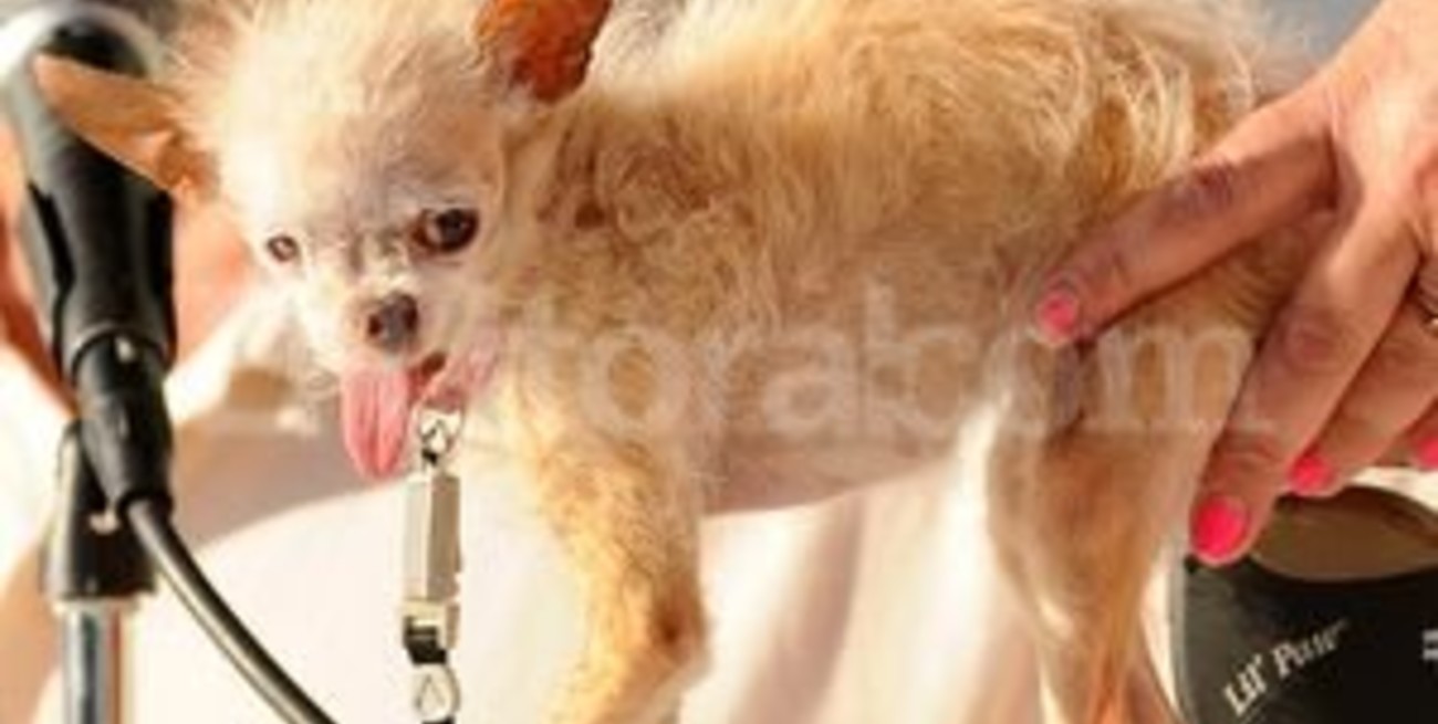 Falleció la perrita "más fea del mundo"