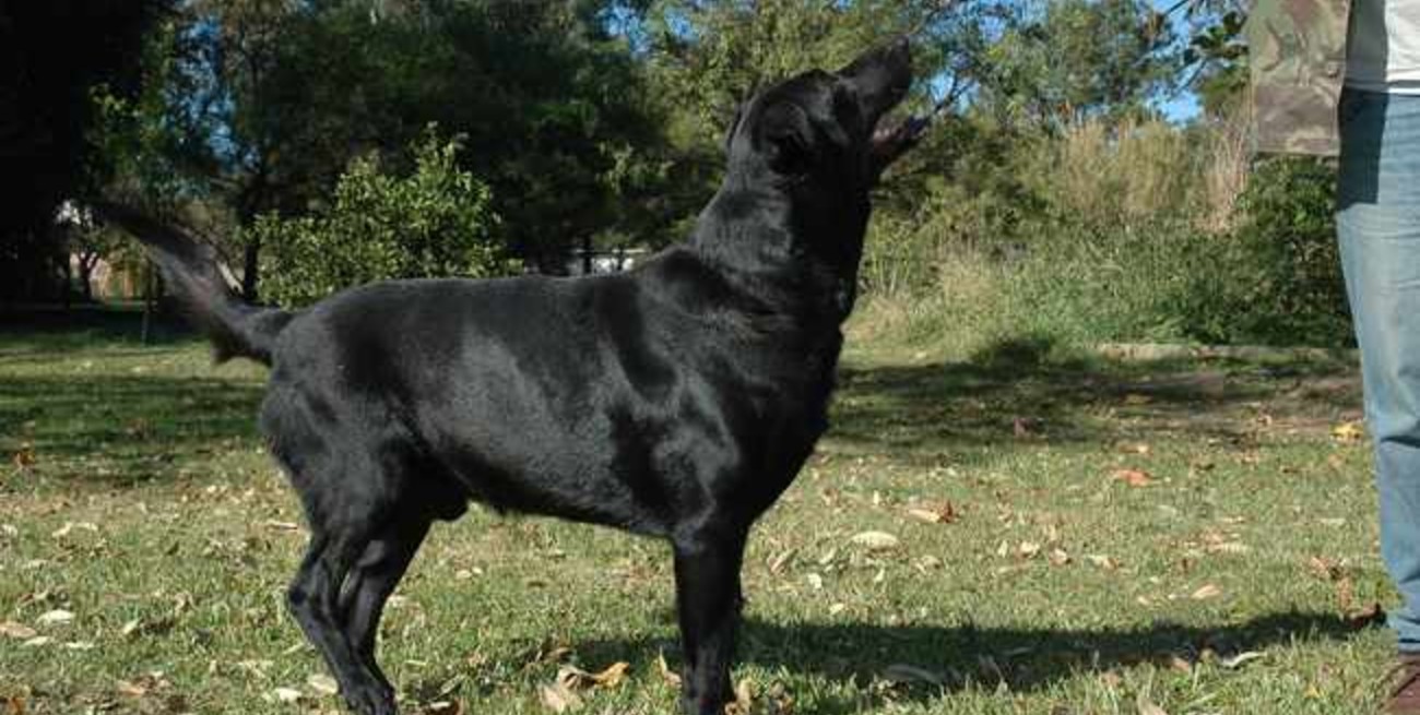 Robo de perros: un negocio que lucra con los sentimientos