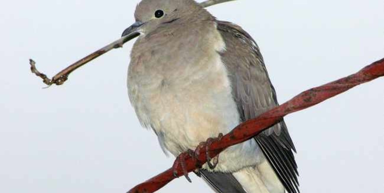 Corridas del monte, las palomas hacen del medio urbano su hábitat