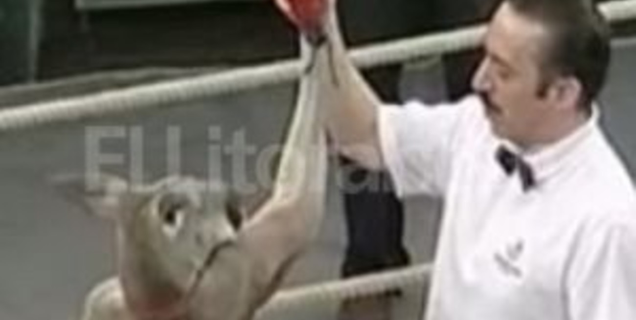 Un canguro venció a tres boxeadores profesionales en Rusia