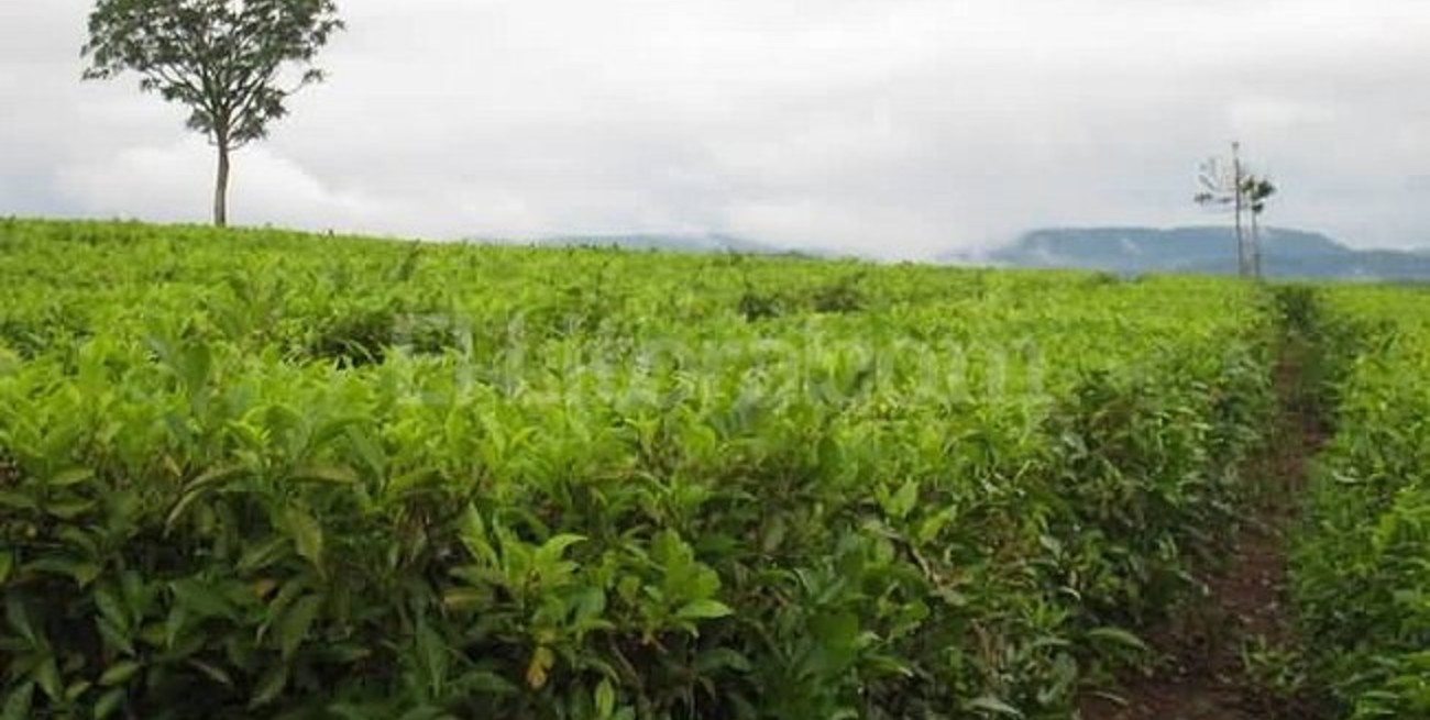 Conclusión definitiva: la mateína no existe