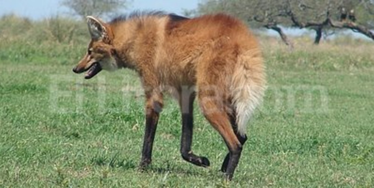 Preocupa la situación del aguará guazú en la provincia